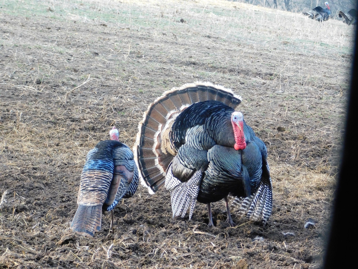Nebraska Archery Turkey Hunting Equipment Checklist Nebraska Archery Turkey Hunting Equipment Checklist
